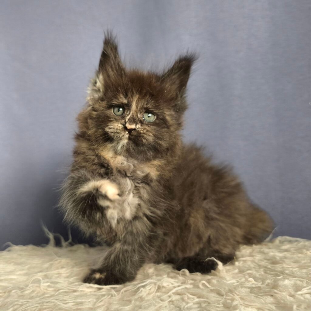 Photo 2025 11 07 17 14 33