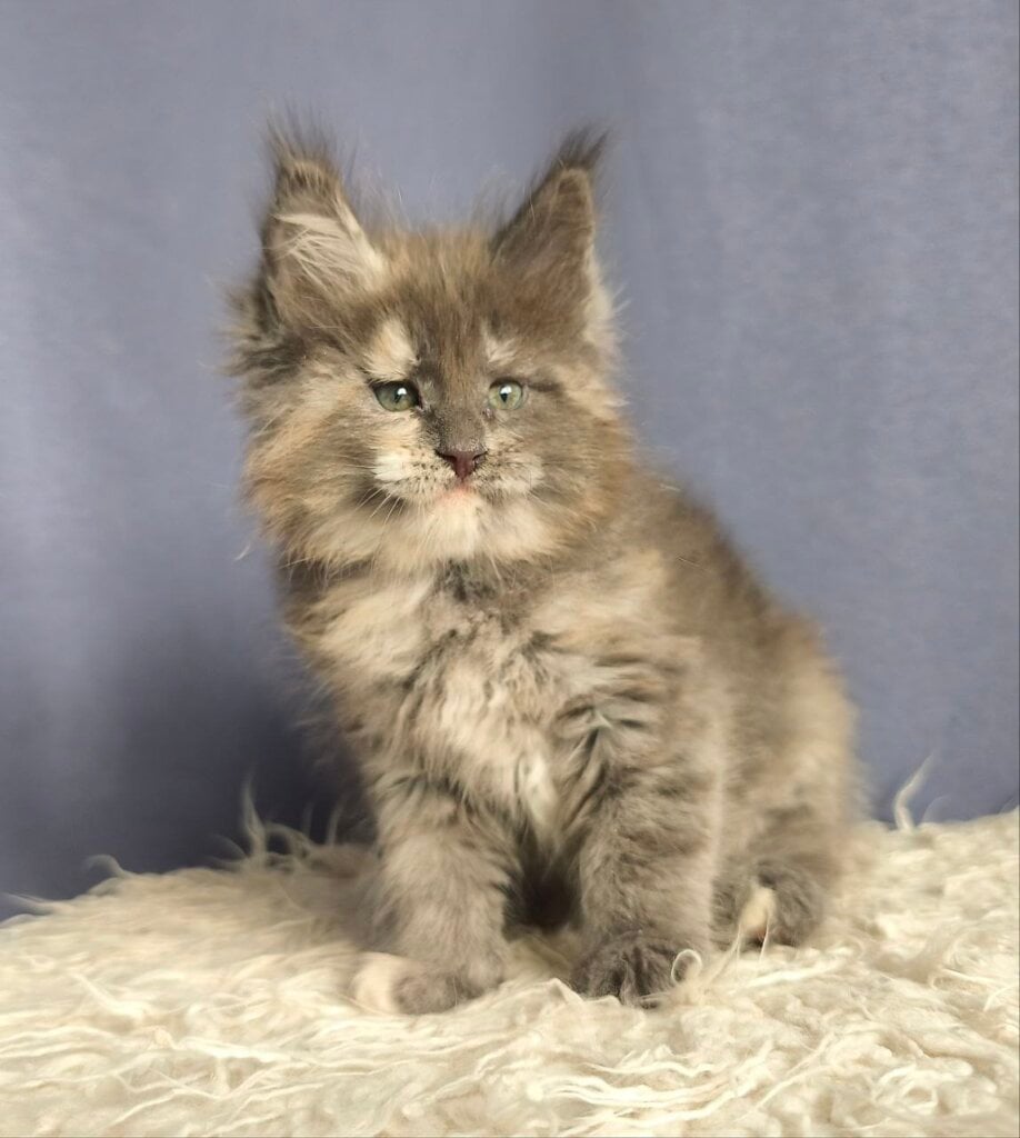 Photo 2025 11 07 17 17 35