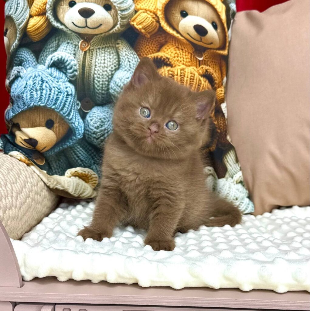 Photo 2025 11 07 20 04 48