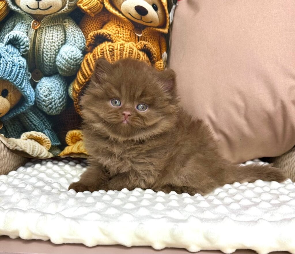 Photo 2025 11 07 20 08 18