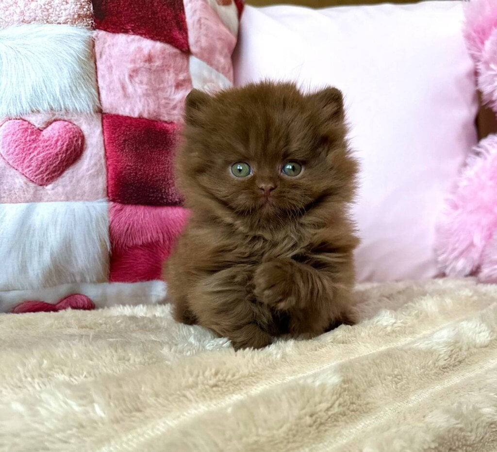 Photo 2025 11 11 12 38 19