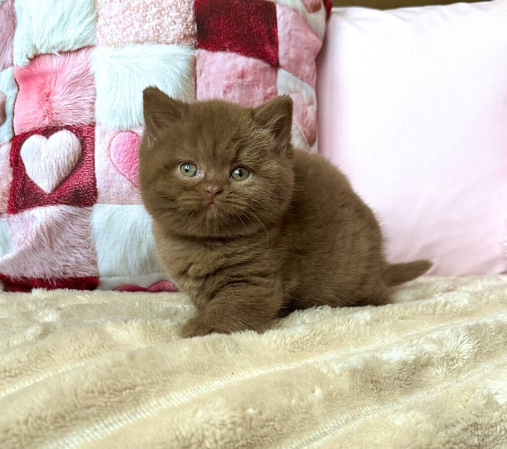 Photo 2025 11 11 12 39 44