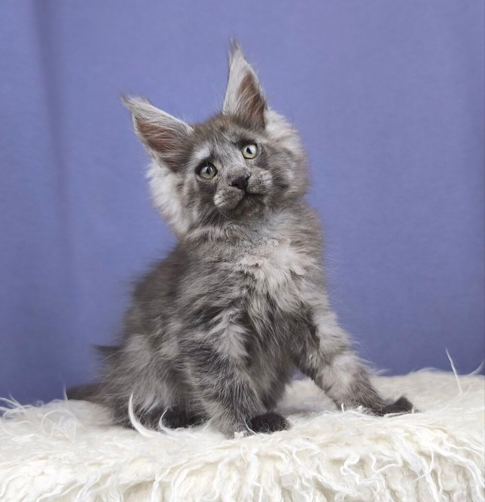 Photo 2025 11 11 13 19 48