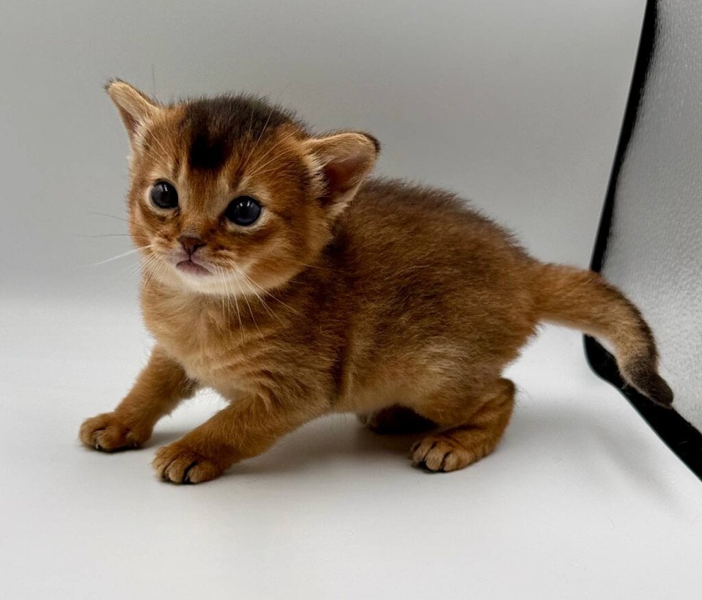 Photo 2025 11 12 08 49 04