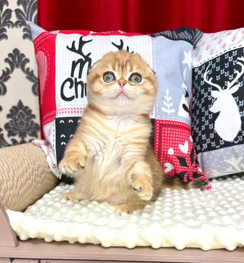 Photo 2025 11 12 13 04 48