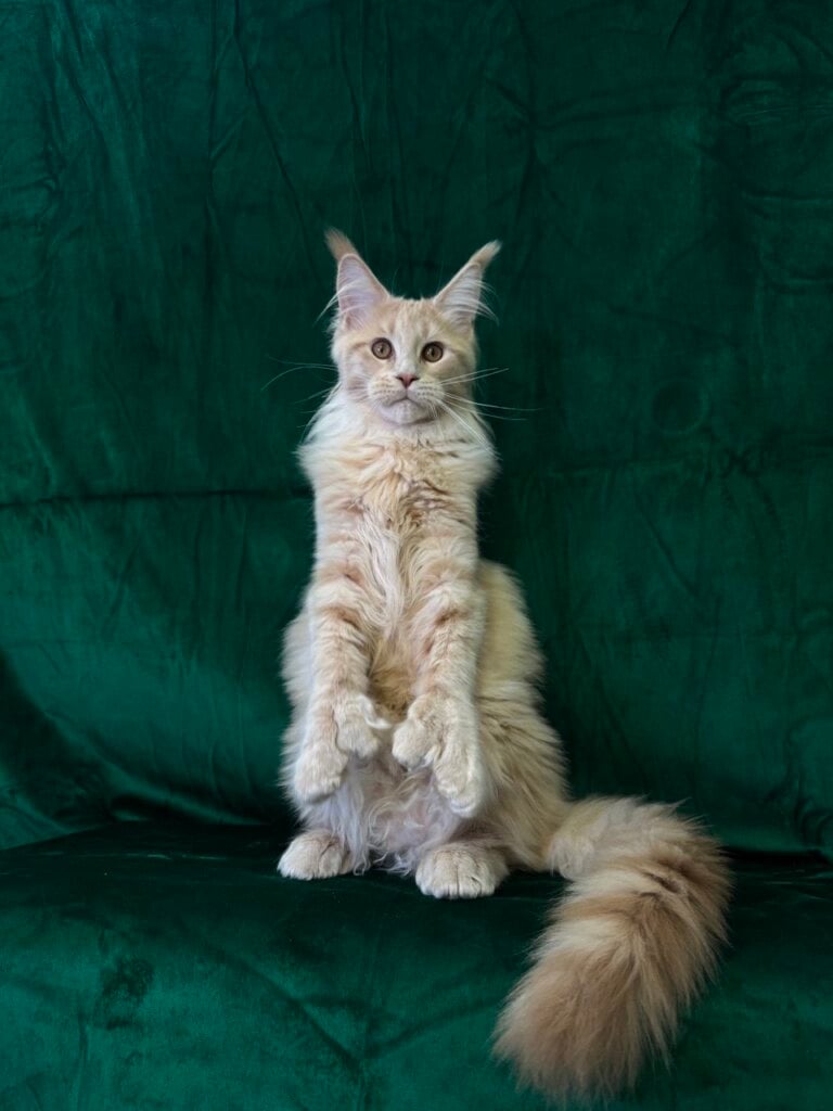 Orpheus Maine Coon POLY Male (Available) 00 - photo 1
