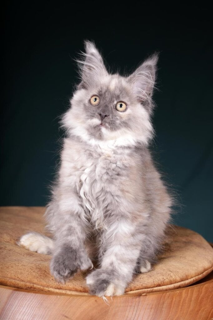 Photo 2025 11 12 18 41 37 2