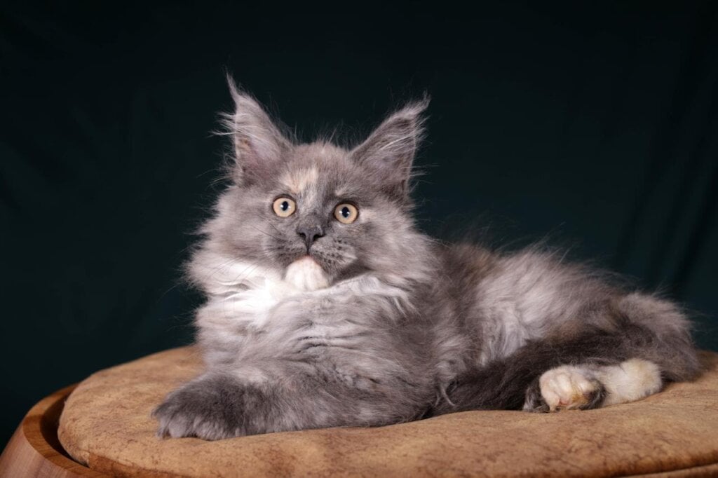 Photo 2025 11 12 19 04 28