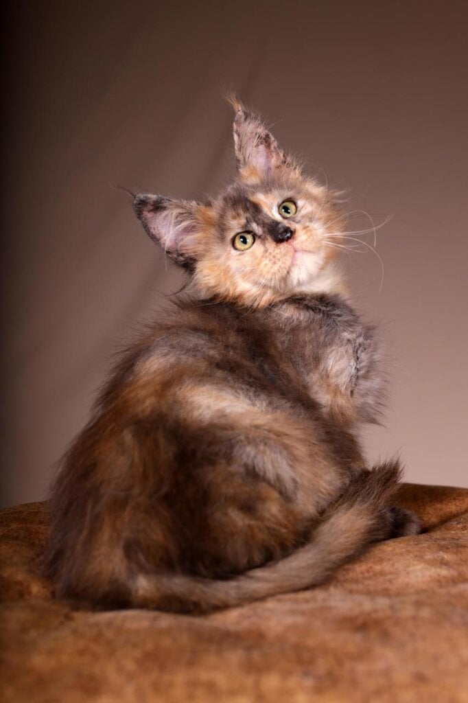 Photo 2025 11 12 20 45 55