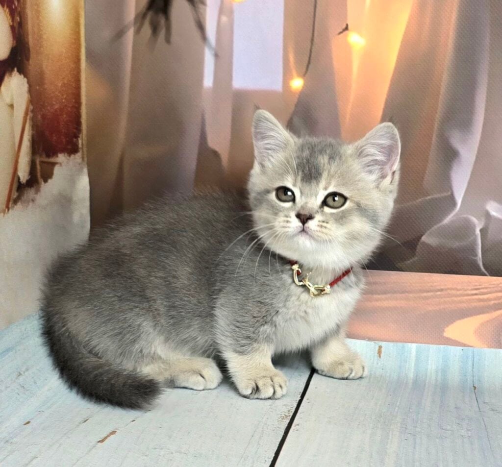 Photo 2025 11 12 21 18 02 2