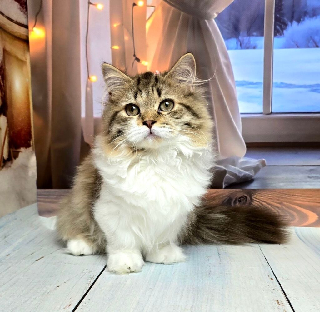 Photo 2025 11 12 21 54 55 3