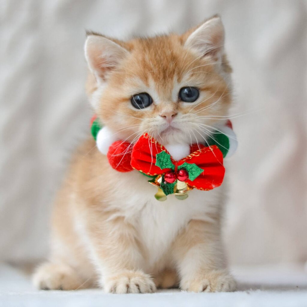 Photo 2025 11 14 15 14 29 2