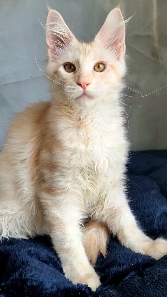 Zeus Maine Coon Male (Available) 50 - photo 1