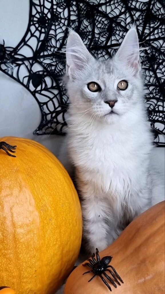 Photo 2025 11 14 16 57 17