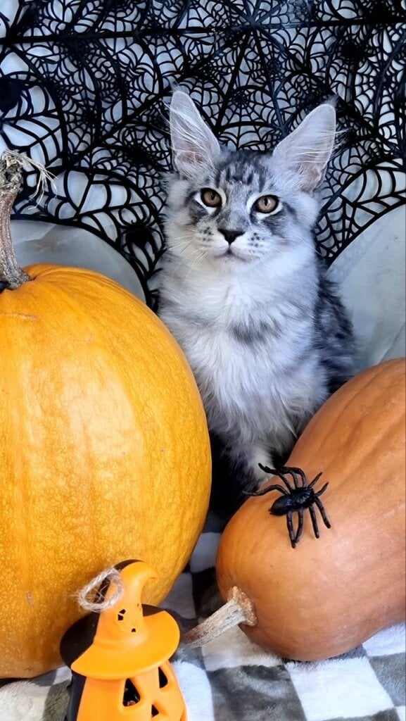 Photo 2025 11 14 17 00 56