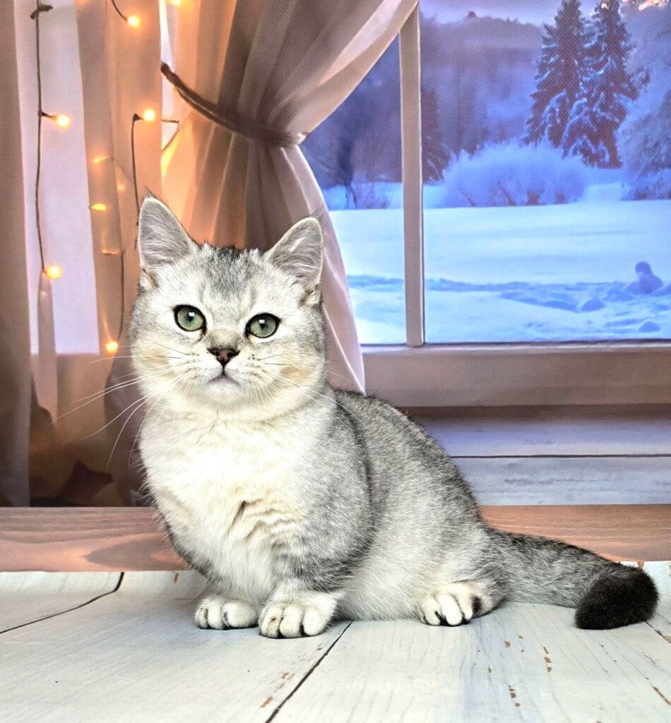 Photo 2025 11 14 19 25 50