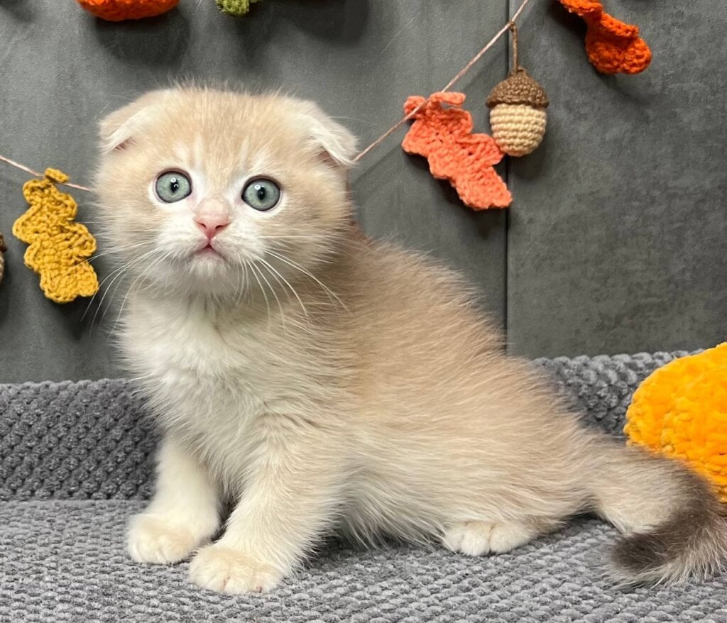 Photo 2025 11 15 12 37 50