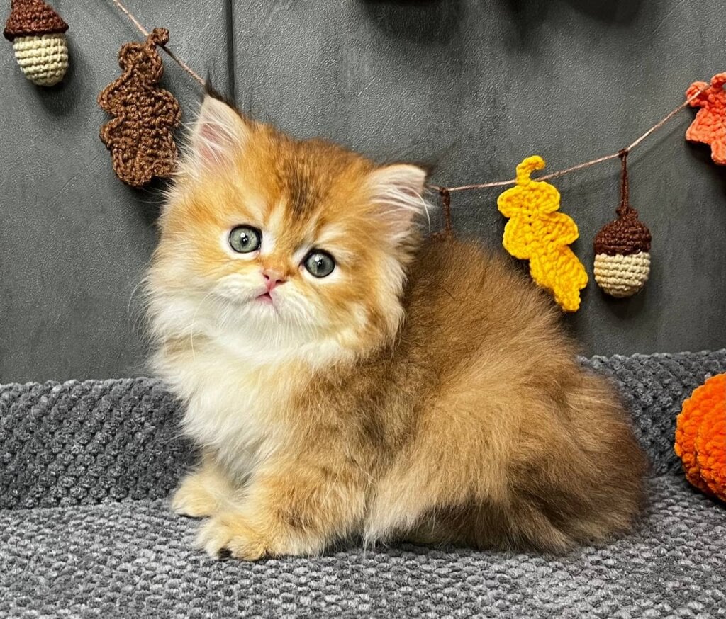 Photo 2025 11 15 12 53 00