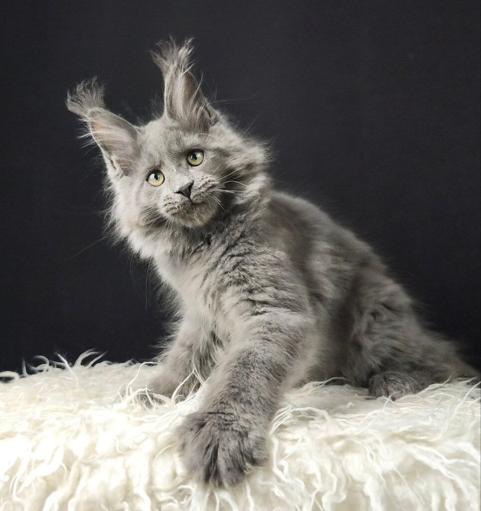 Photo 2025 11 15 20 03 33