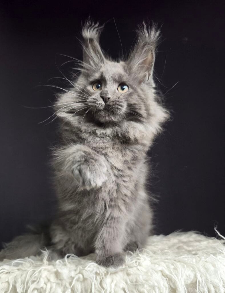 Photo 2025 11 15 20 06 29