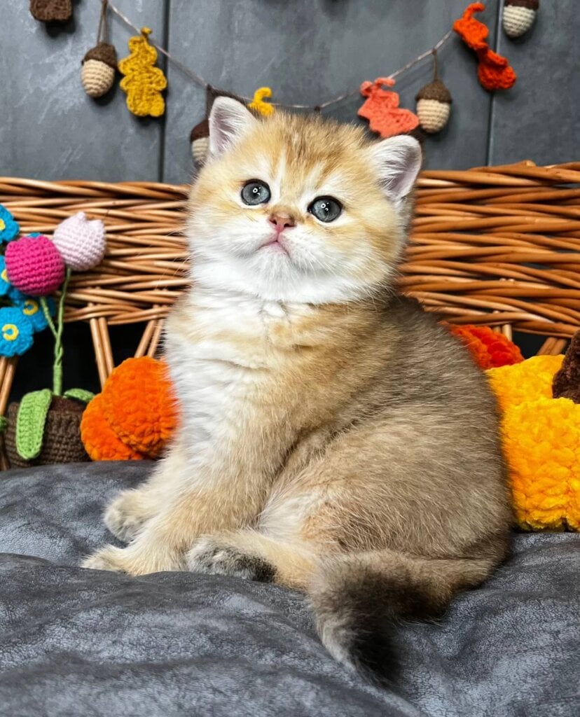 Photo 2025 11 16 00 30 33