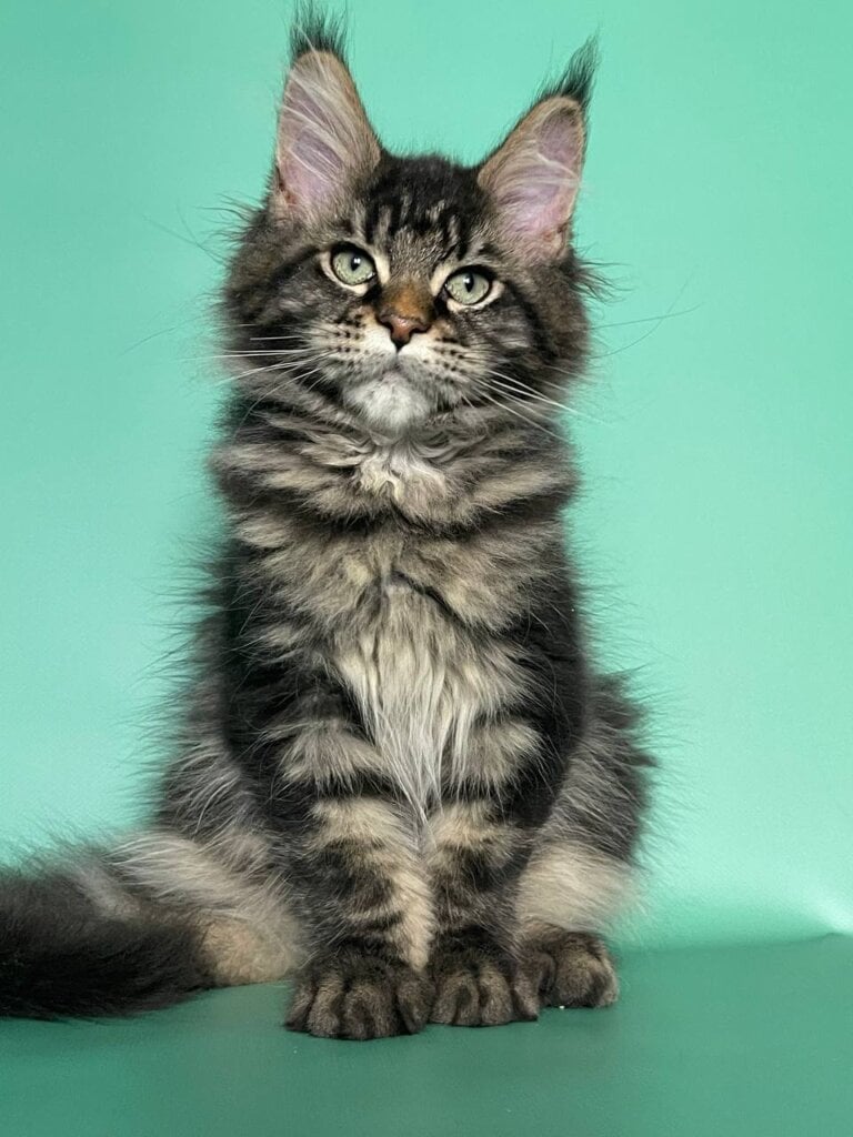 Photo 2025 11 17 13 29 09