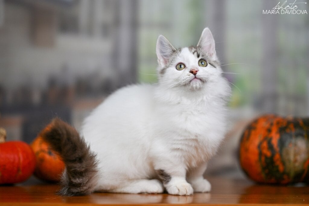 Photo 2025 11 18 12 26 42 2