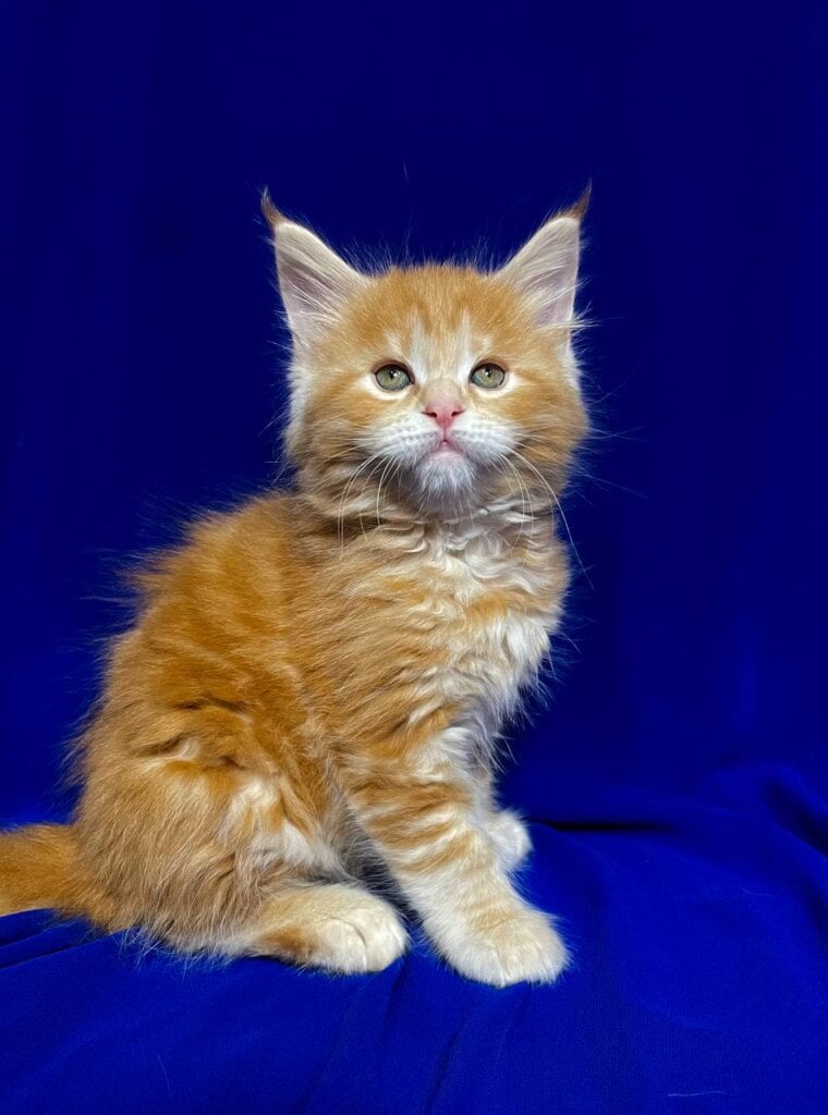 Photo 2025 11 18 21 20 49