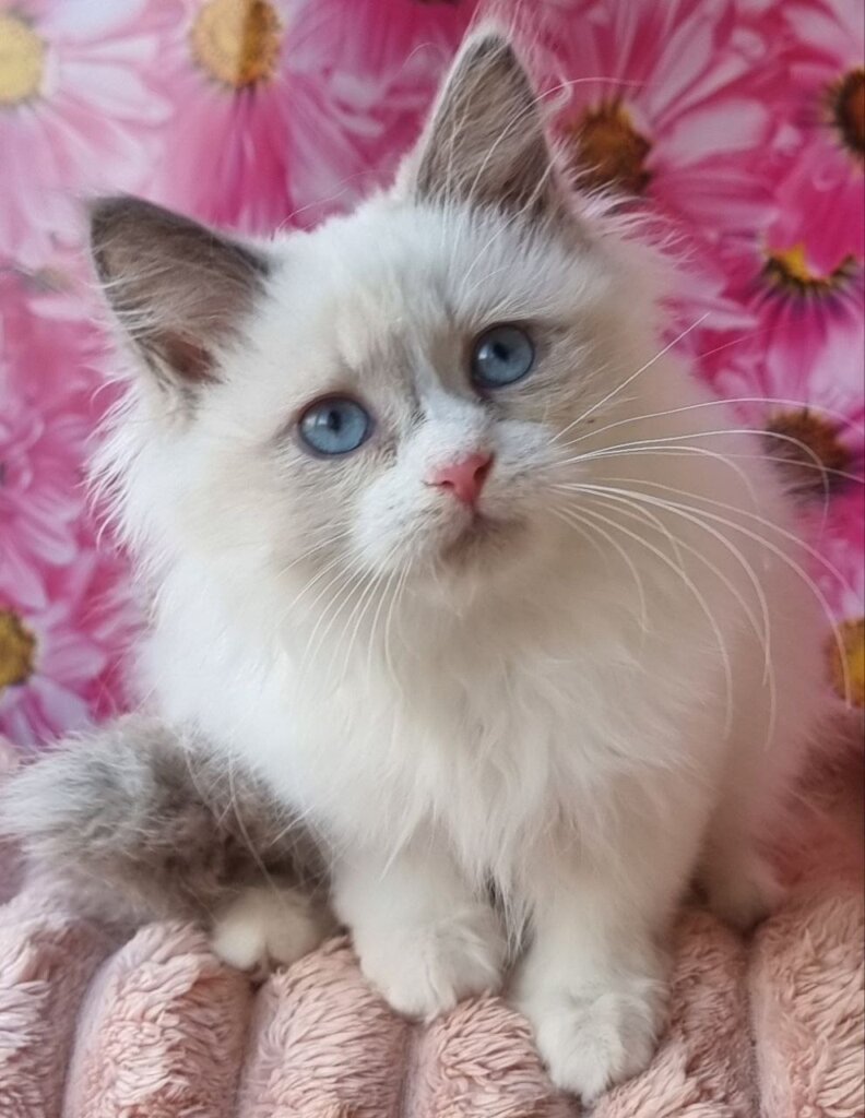 Photo 2025 11 18 22 34 17 4