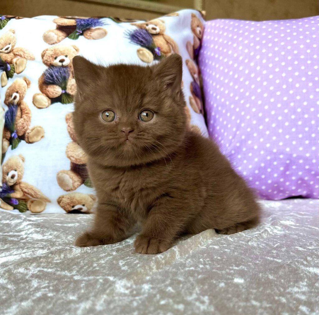Caramelka British Shorthair Cinnamon Female (Reserved) 00 - photo 1