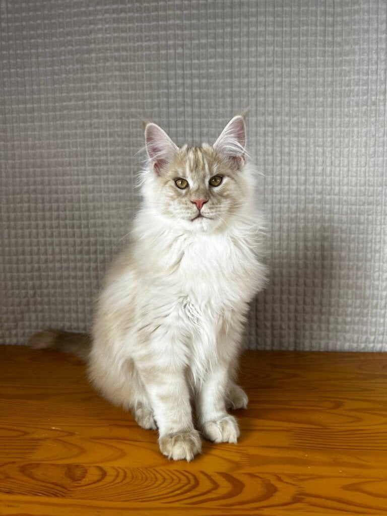Illian Maine Coon Male (Available) 00 - photo 1