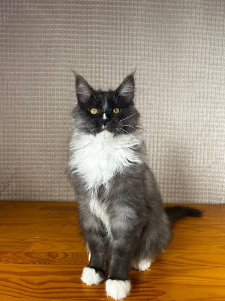 Ivo Maine Coon Male (Available) 00 - photo 1