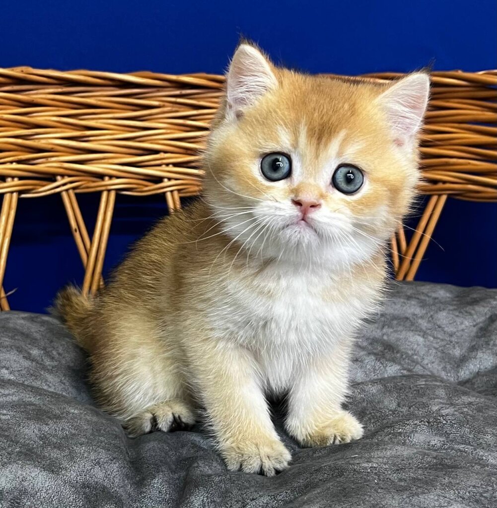 Germes Scottish Straight Black Golden Male (Available) 50 - photo 1