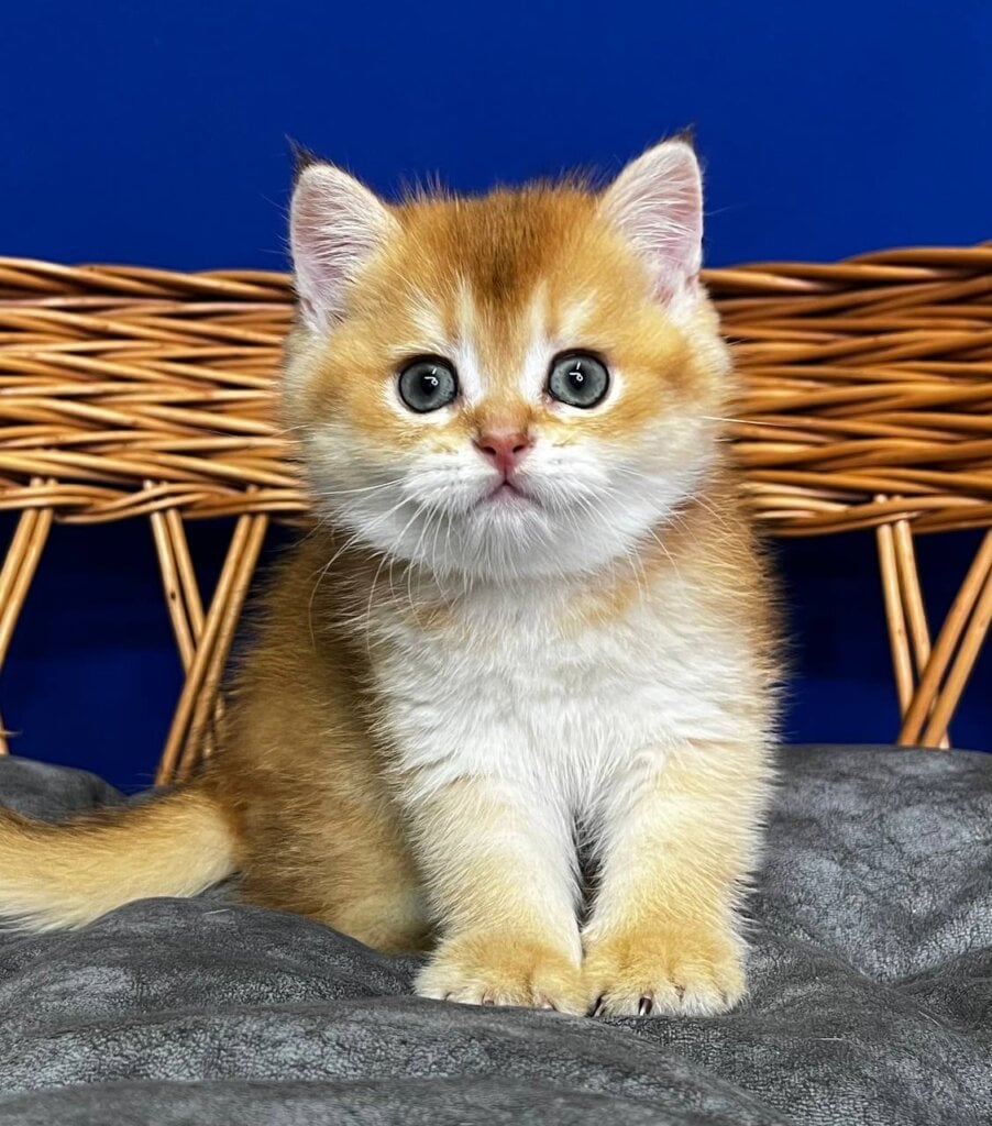 Giselle Scottish Straight Black Golden Female (Available) 50 - photo 1