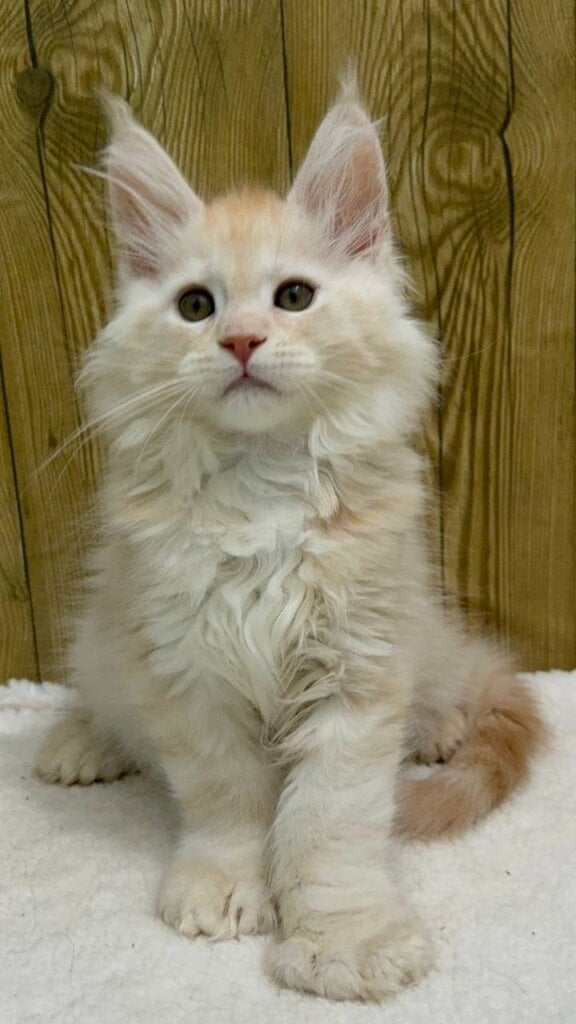 Photo 2025 11 21 10 13 34