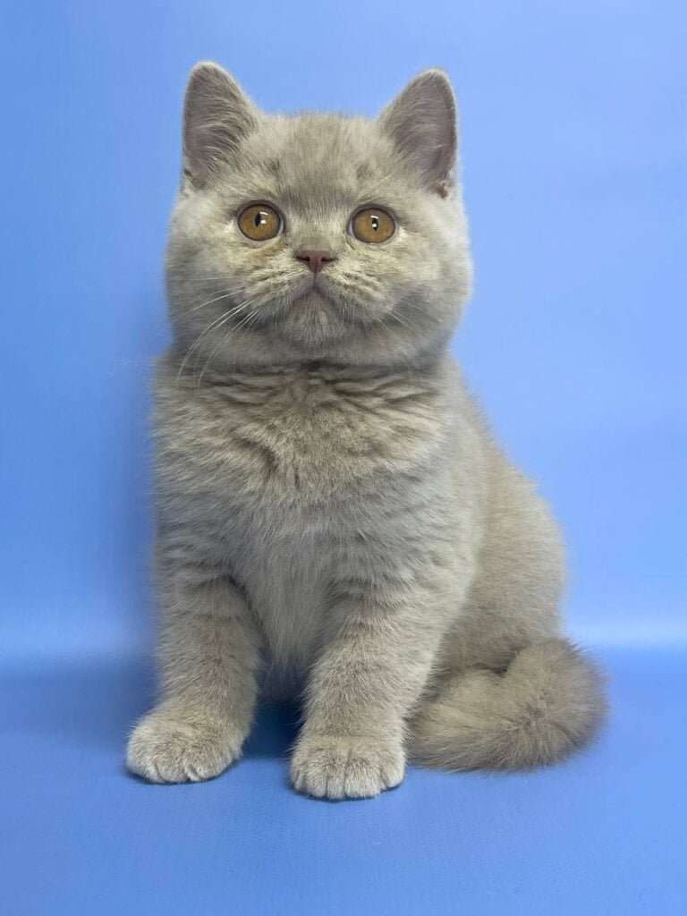 Photo 2025 11 21 17 22 39