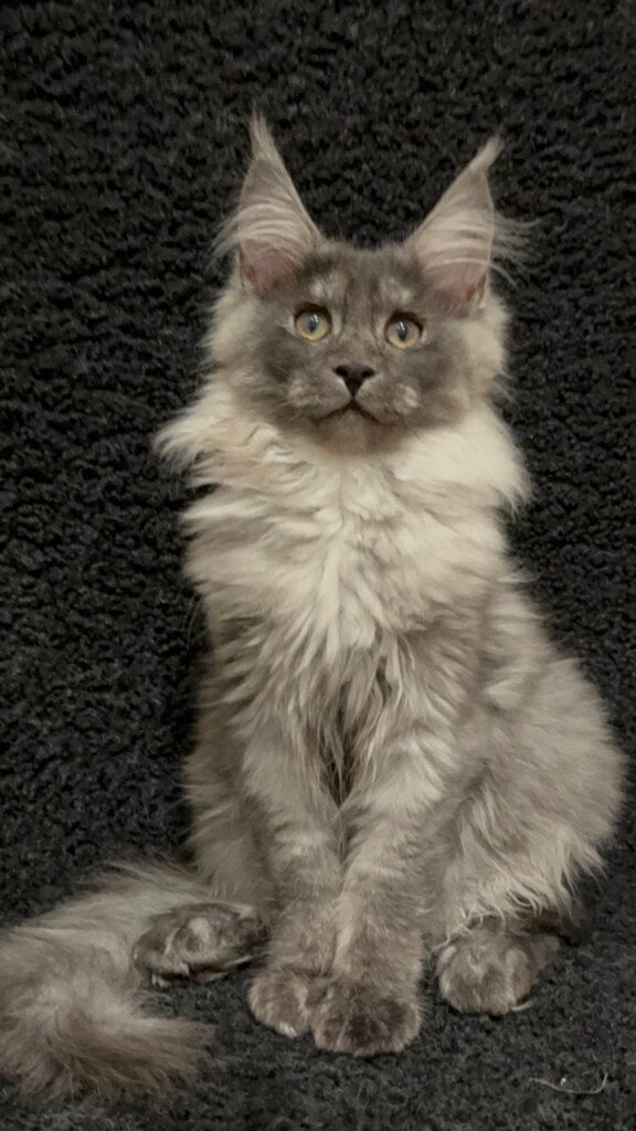 Photo 2025 11 21 20 32 17