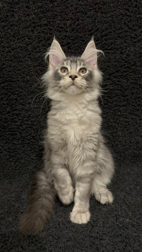 Photo 2025 11 21 21 00 22