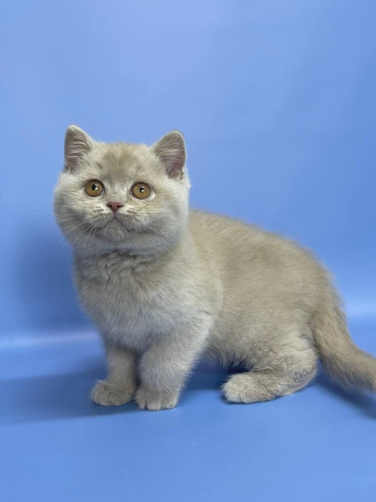 Photo 2025 11 22 02 58 29 2