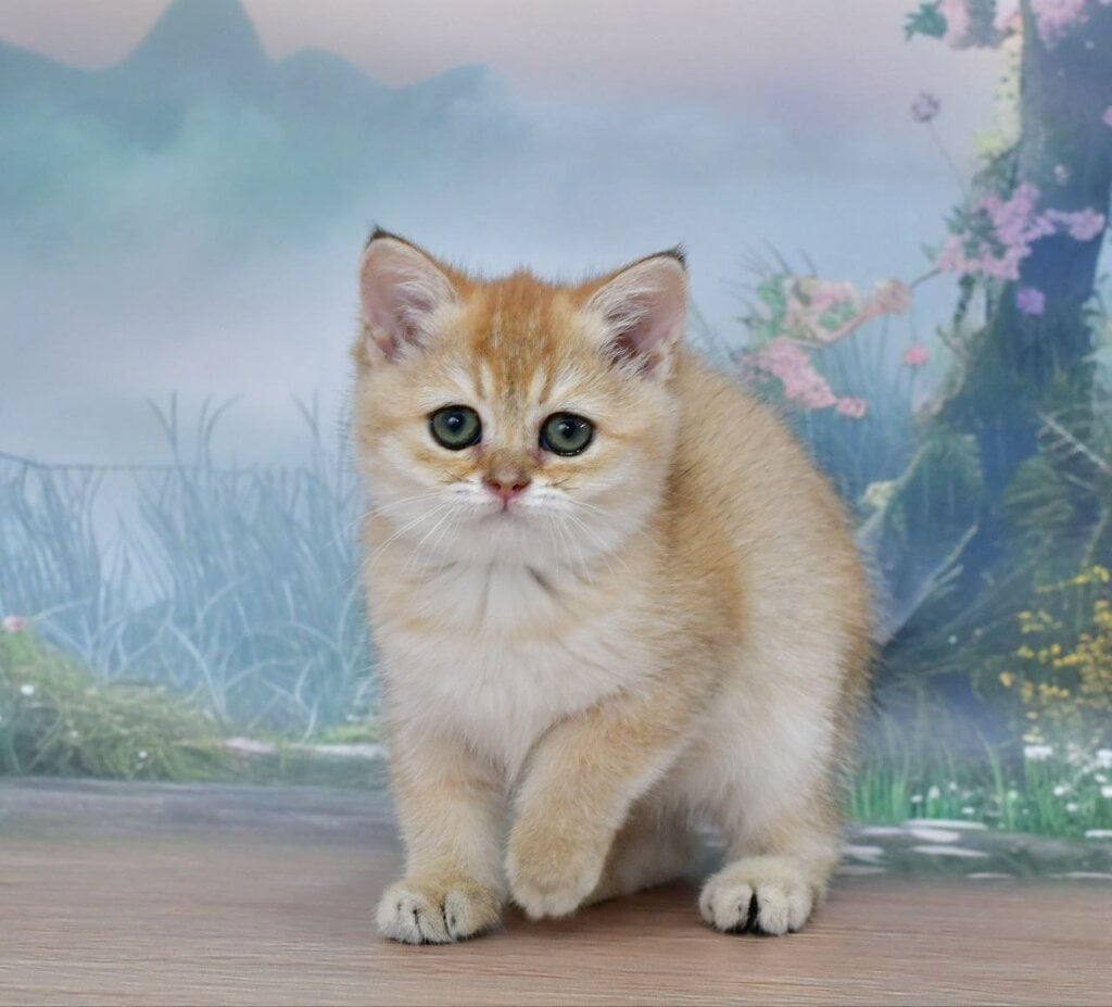 Helen Scottish Straight Black Golden Female (Available) 50 - photo 1