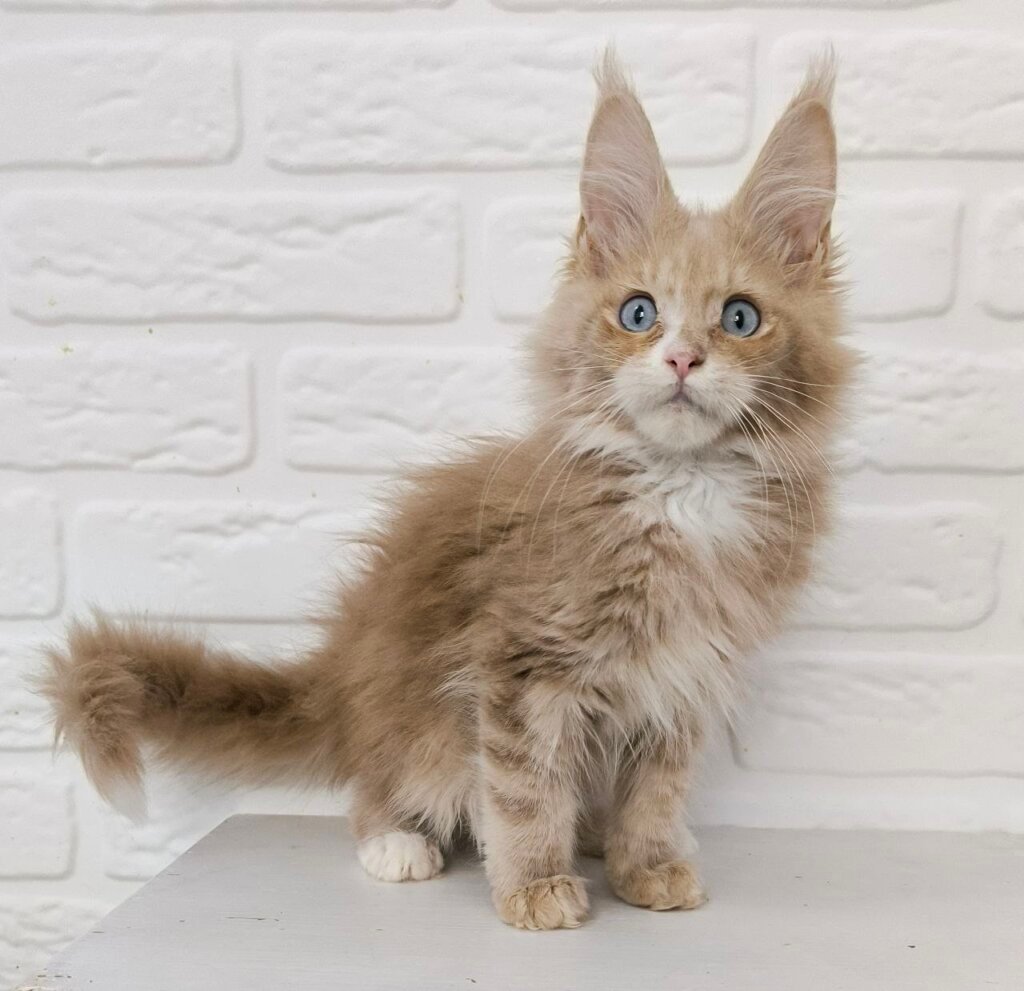 Photo 2025 11 22 12 34 15 5