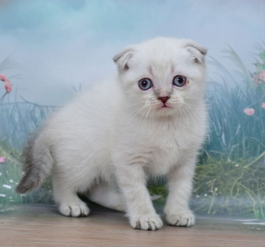 Ivan Scottish Fold Blue Lynx Male (Available) 00 - photo 1