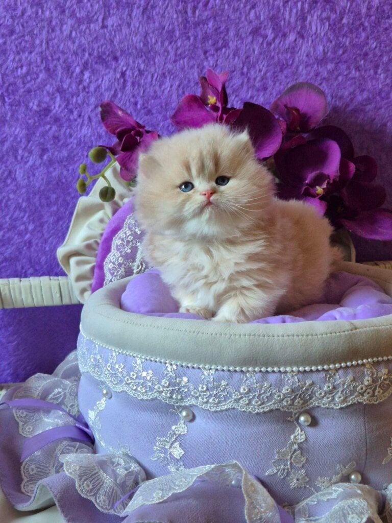 Photo 2025 11 24 18 31 30