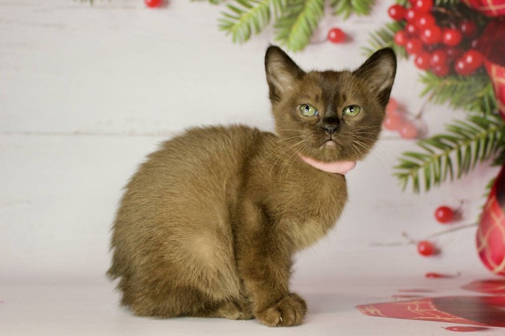 Photo 2025 11 24 20 08 50