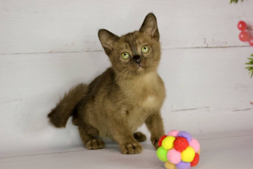 Photo 2025 11 24 20 14 07