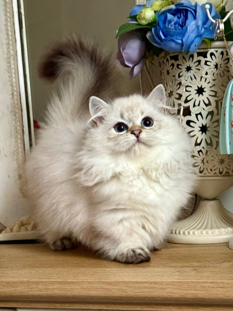 Photo 2025 11 24 20 16 33