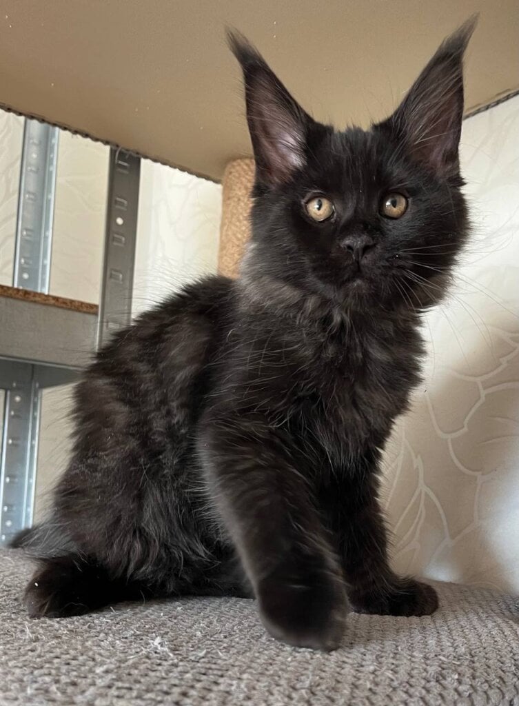 Photo 2025 11 25 12 43 09