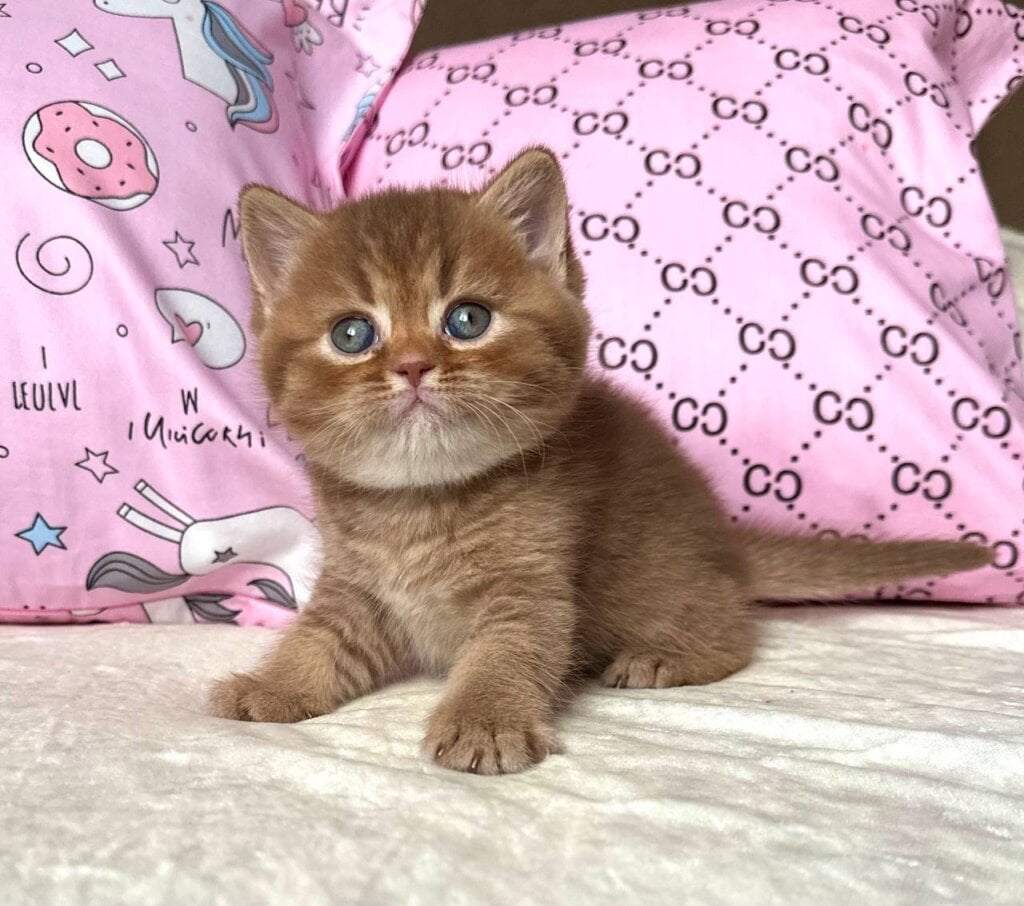 Photo 2025 11 25 17 05 16