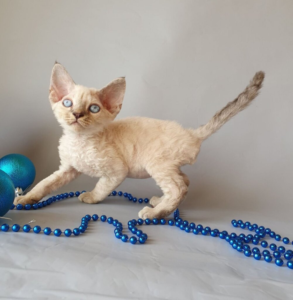 Photo 2025 11 25 23 09 39