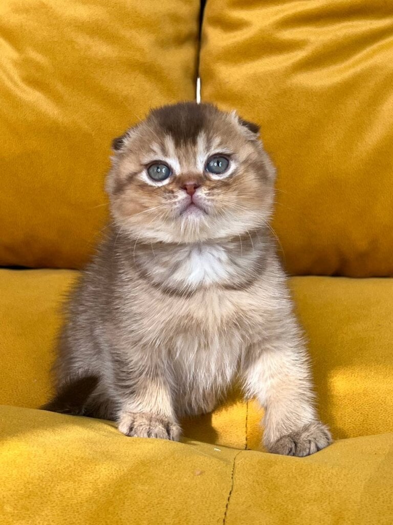 Photo 2025 11 26 18 35 14